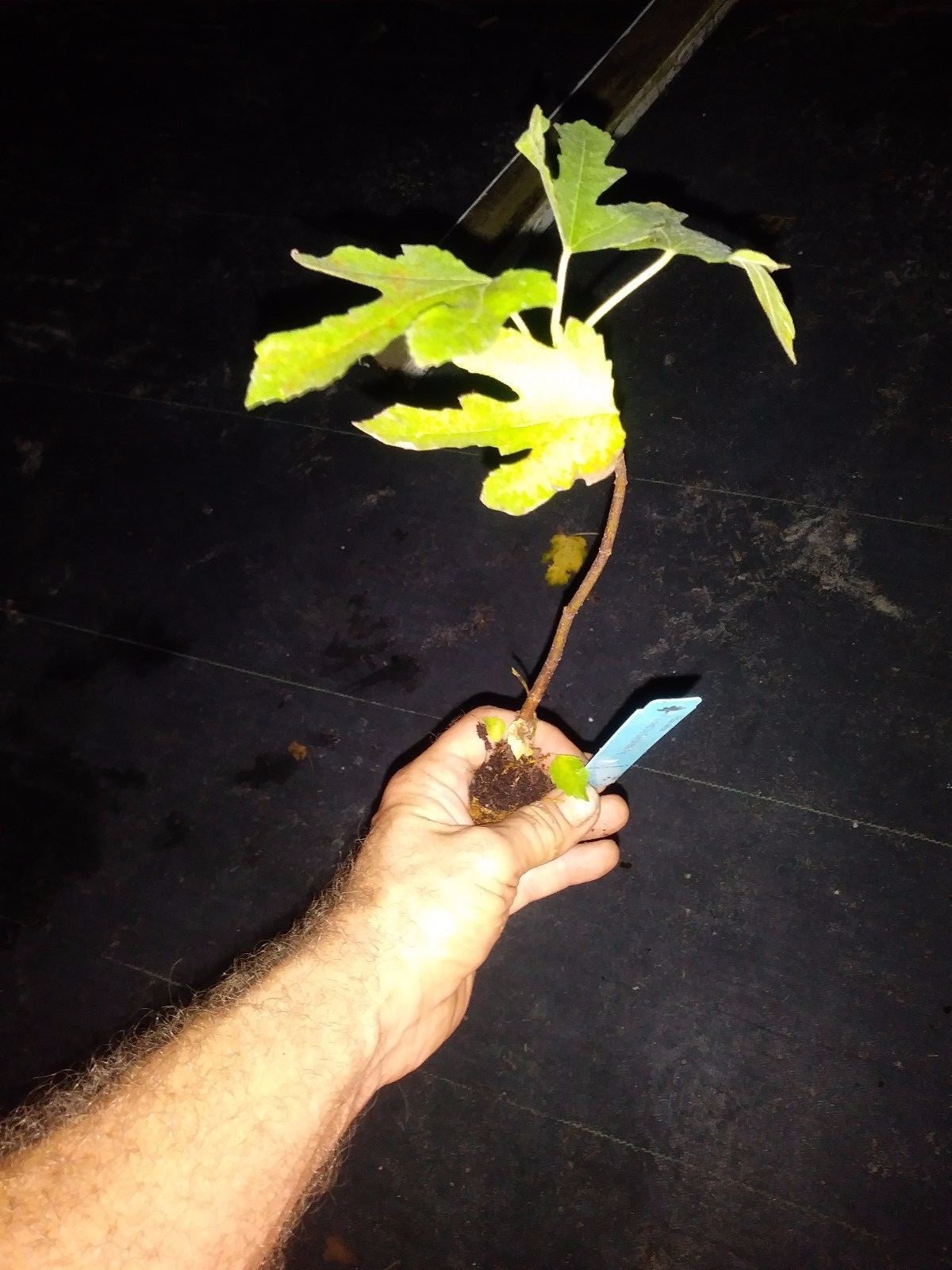 Ficus “brown turkey” Fig Tree plant cold hardy not dormant
