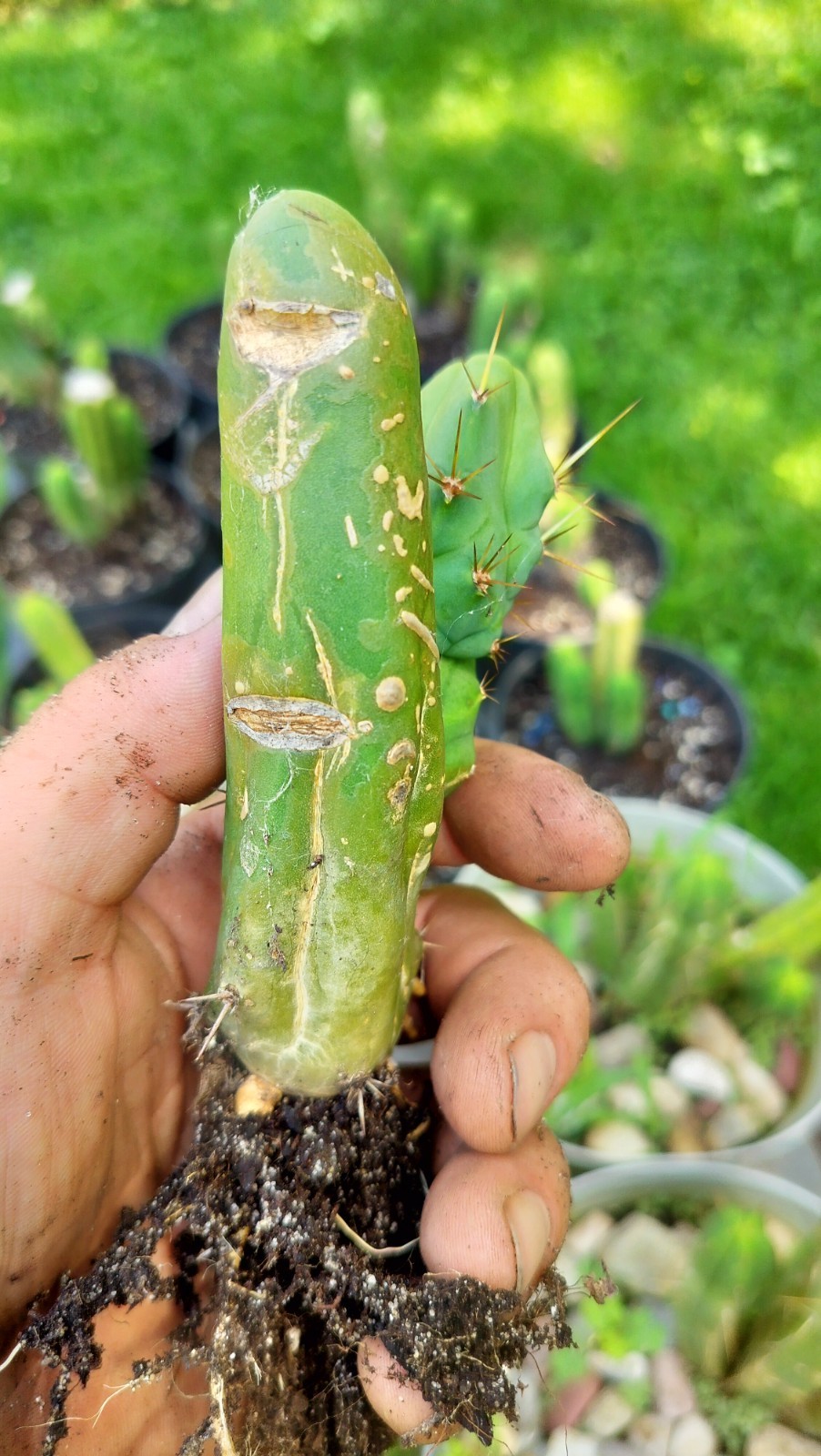 Sacred Cactus – Bridgesii TBM -Short Type- Fully Rooted ( Exact Cactus)