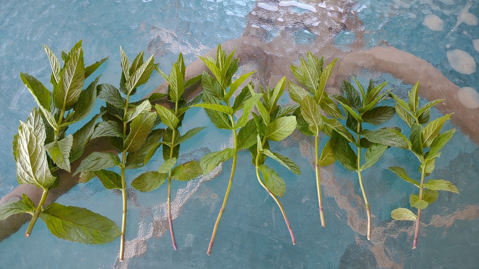 5+1 Free rooted MINT Plant Cutting Organic 100% MOJITO Mentha Villosa نعنع شتل