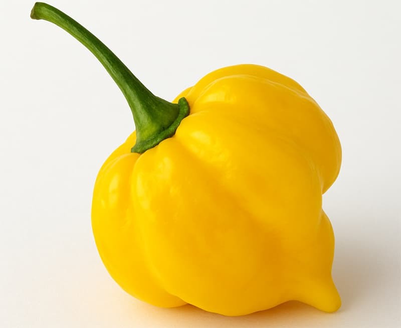 (10) Jamaican Yellow Scotch Bonnet Untreated Fresh Pepper Seeds. Free Shipping!