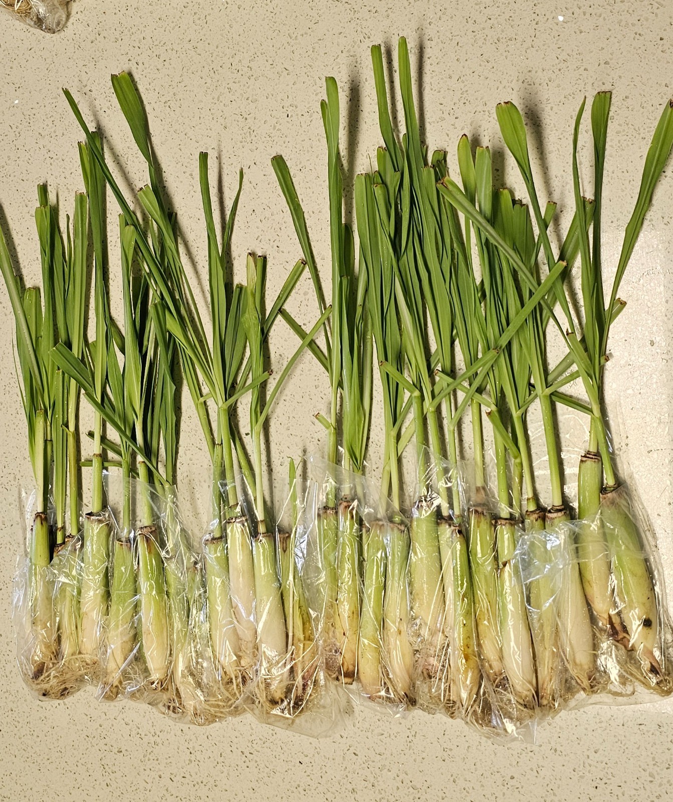 20 Live Lemongrass starters-plugs-stalks for Planting – Tea & Asian Herb