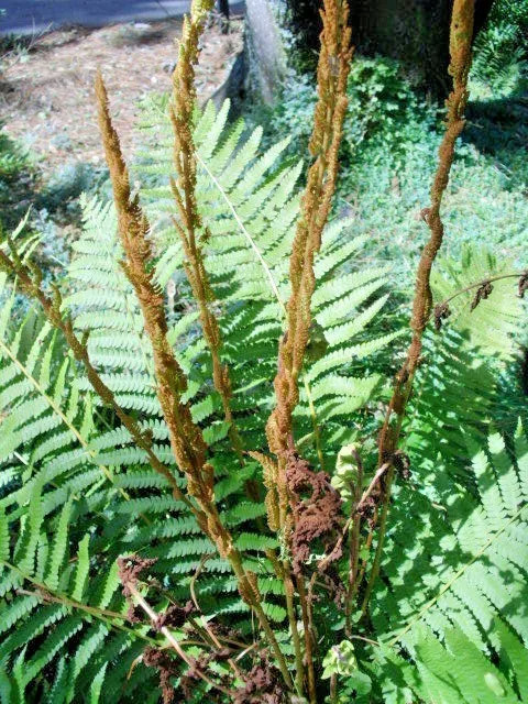 CINNAMON FERN SPORES – Osmundastrum cinnamomeum Tree Landscape
