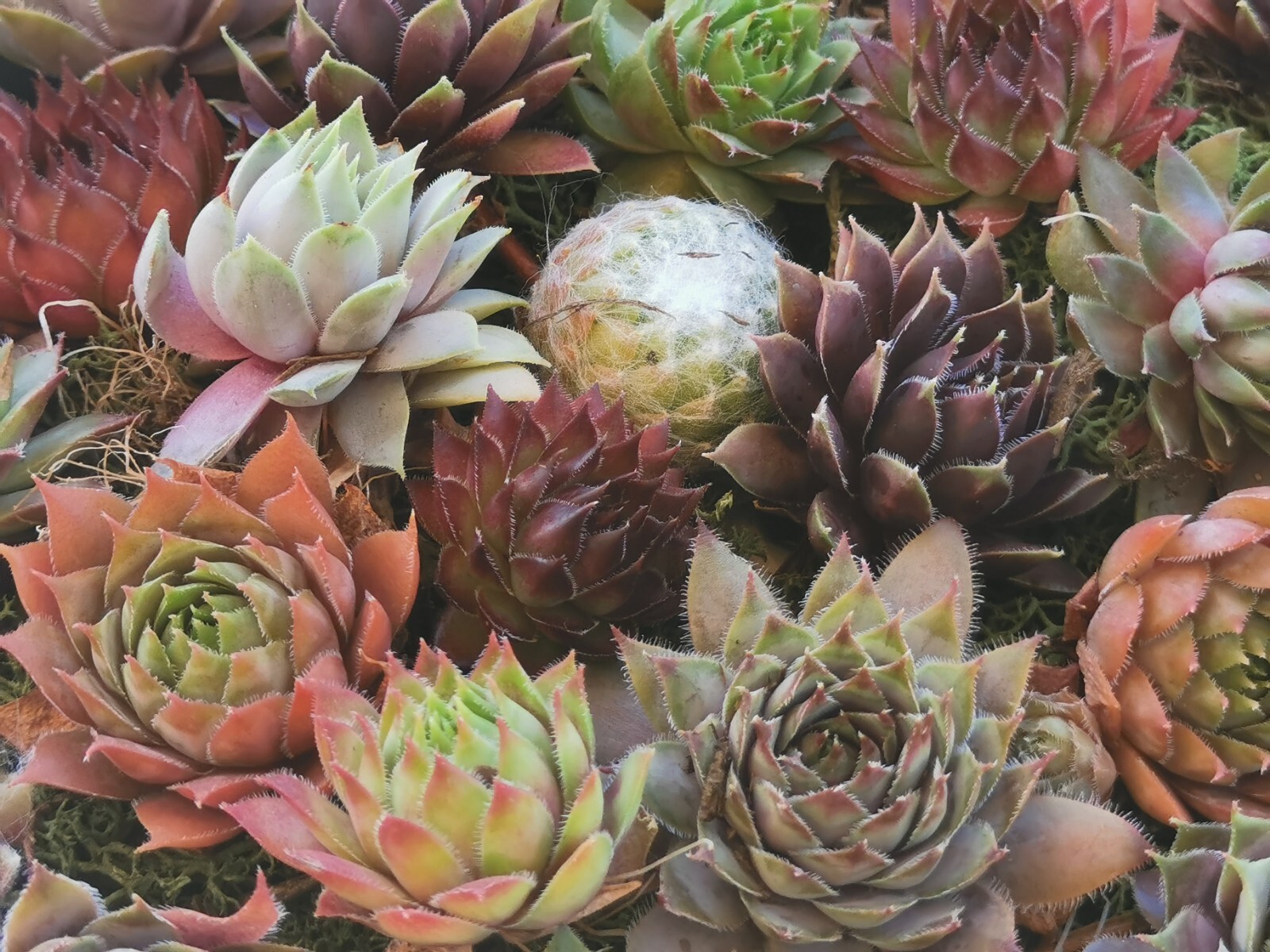 Succulents 9 varieties Hen and Chick Sempervivum Indoor Outdoor Cold Hardy
