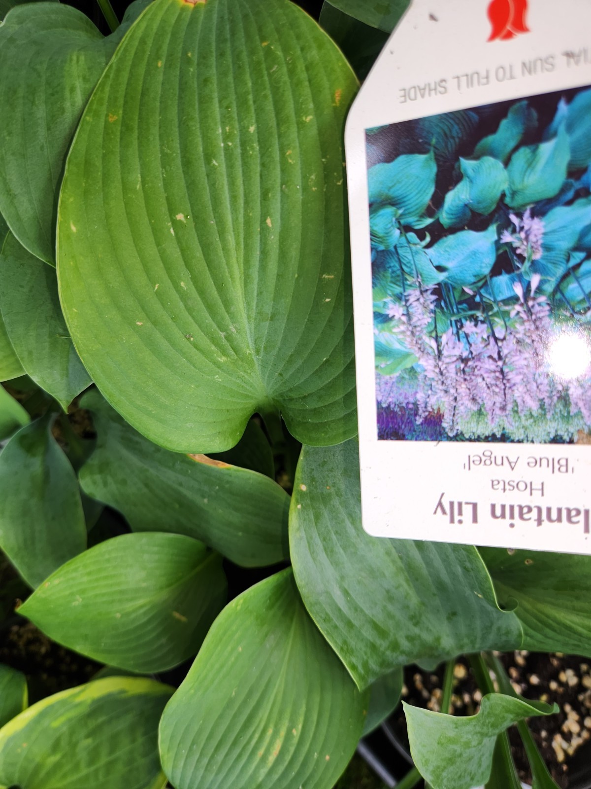 HOSTAS – Several Varieties, Healthy Live Plants, Bare Root, Large & Extra Large