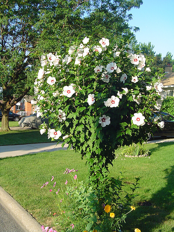50+ Red Heart White Rose of Sharon Seeds (Hibiscus syriacus) 2022 Fall Fresh!