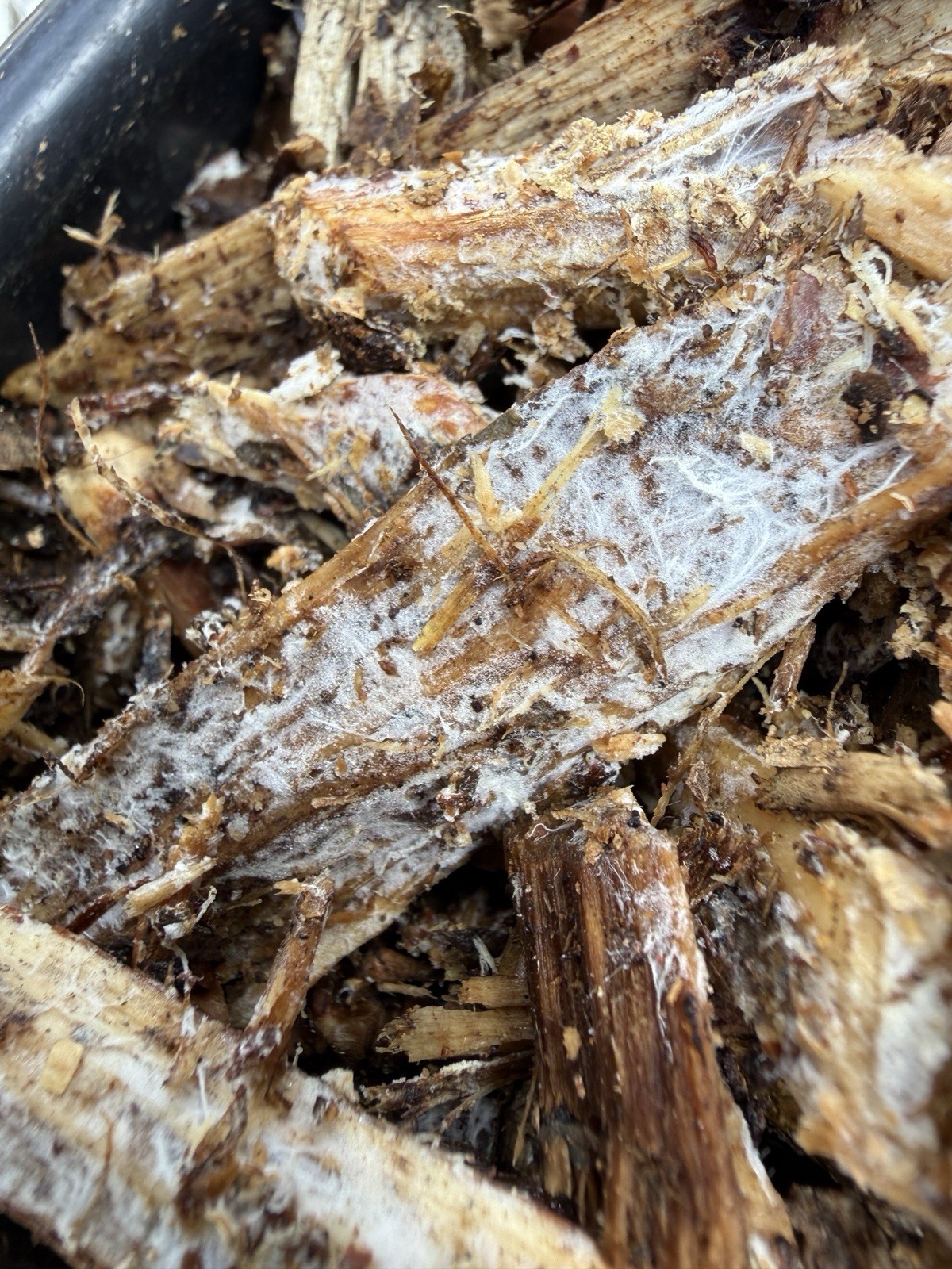 WINE CAP mushroom mycelium (running on Mulch) 4 Lbs