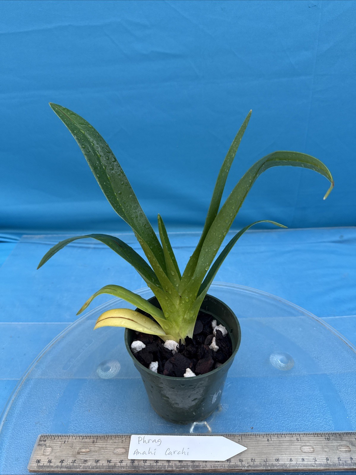 Phragmipedium Anahi Carchi Pink White Green Orchid Hybrid Tall Spikes 4” Pot