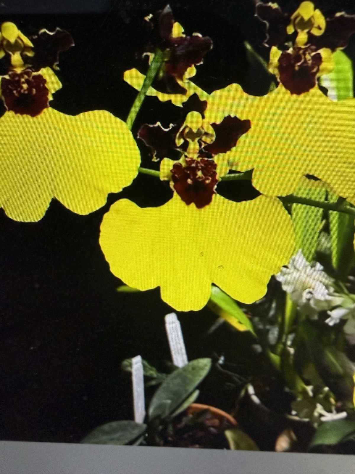 ORCHID Plants 20 Onciduim bulbs $1 each 20 minimum not marked br
