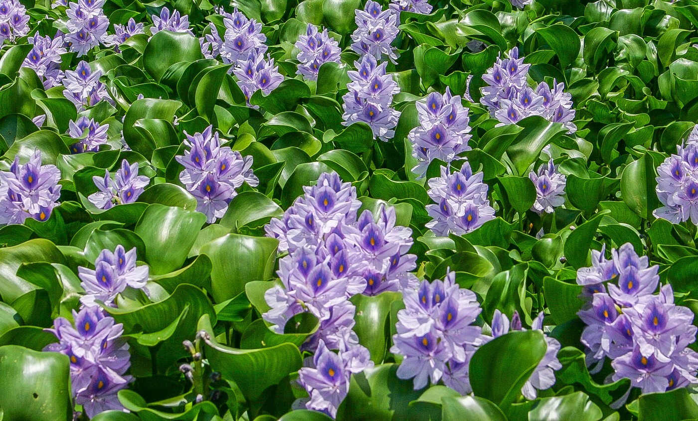 Live Water Hyacinth Tropical Aquatic Surface Pond Plant