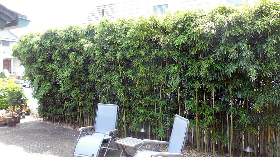 Harbin Inversa Phyllostachys Bamboo Plant – Colorful/Very Cold Hardy Down to -26