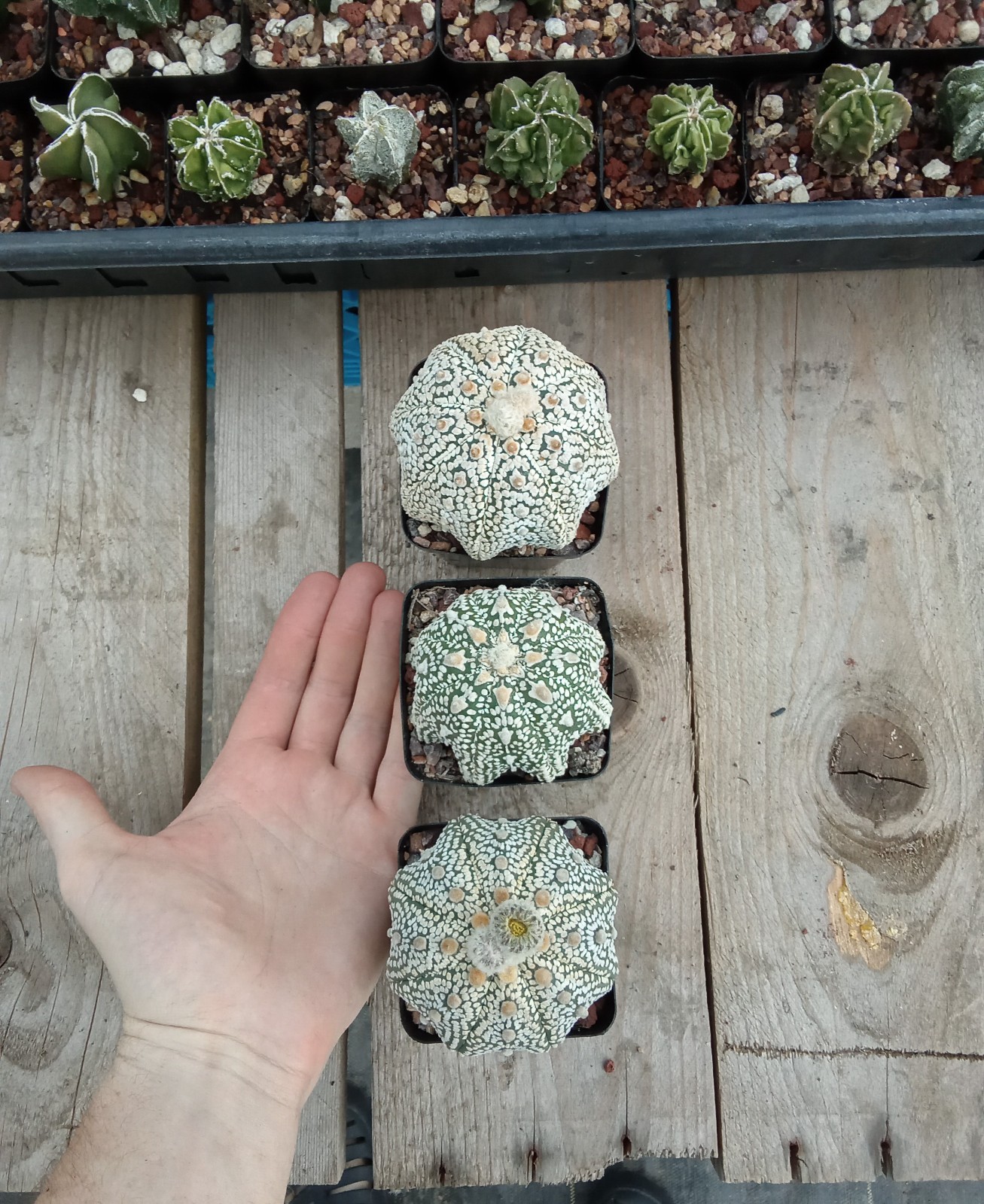 Astrophytum asterias Superkabuto big size 2.75in pot US seller