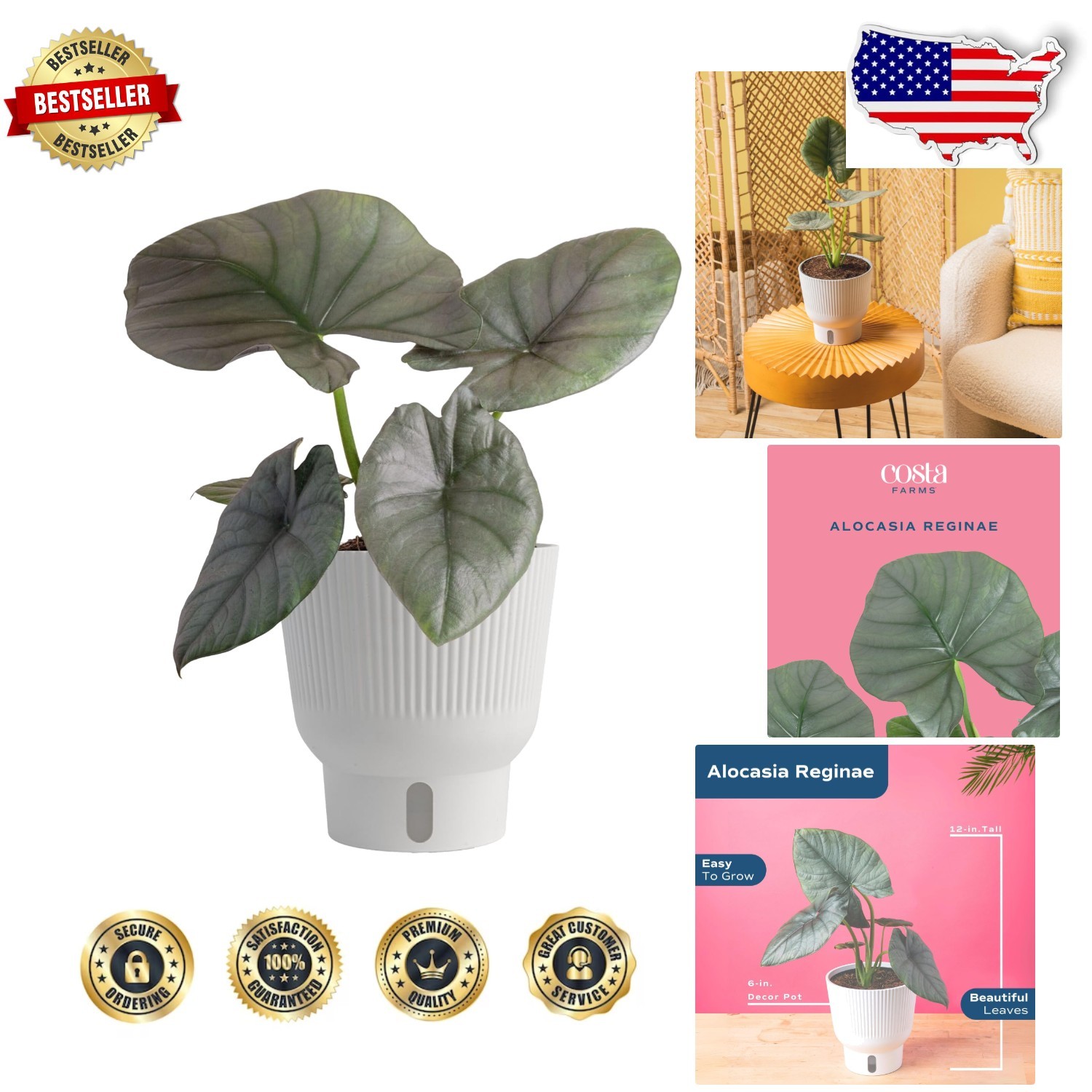 Live Alocasia Reginae Houseplant – Stunning Blue-Gray Foliage, 12-18″ Tall