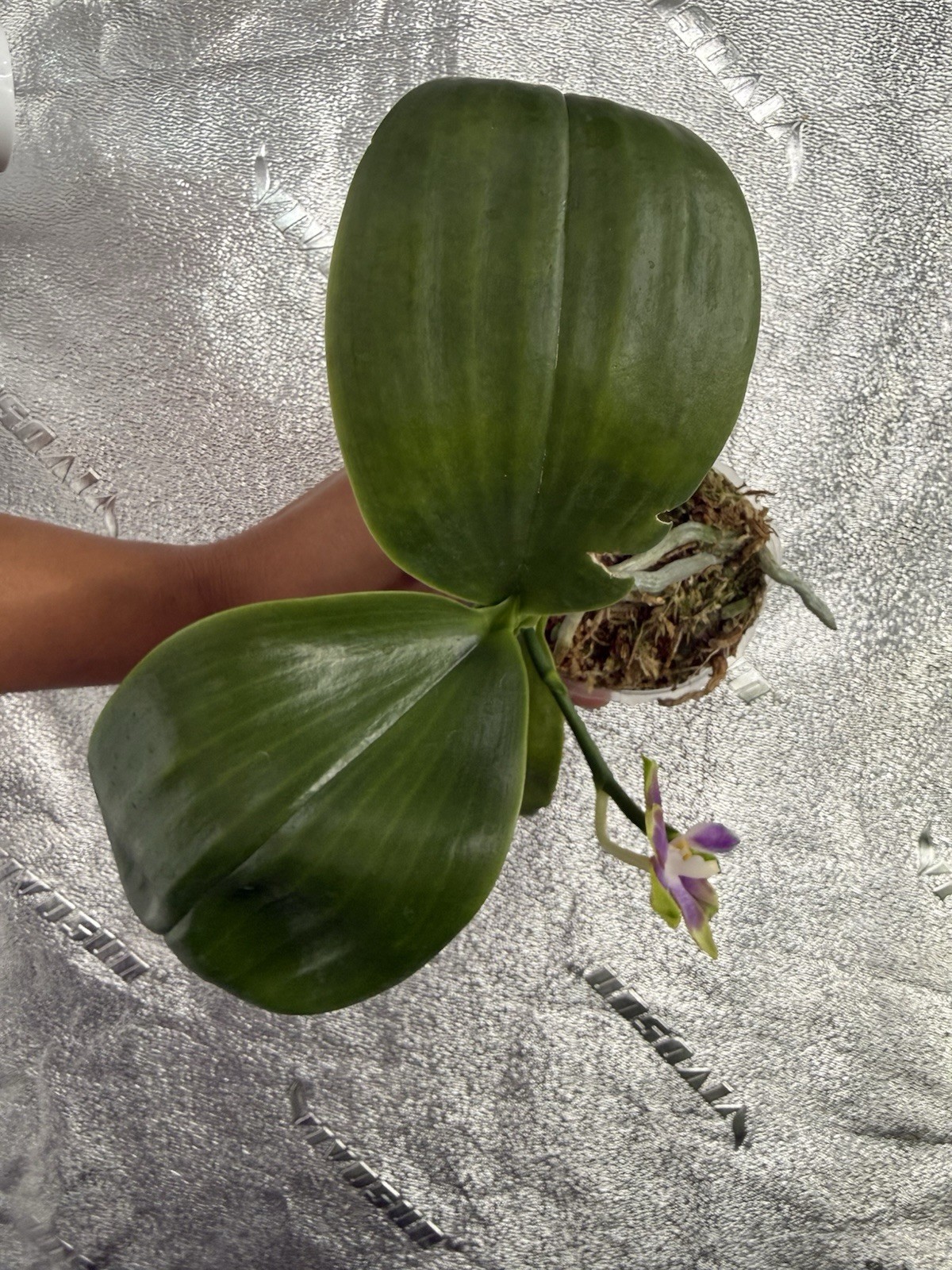 Phalaenopsis Mituo Blue Cat