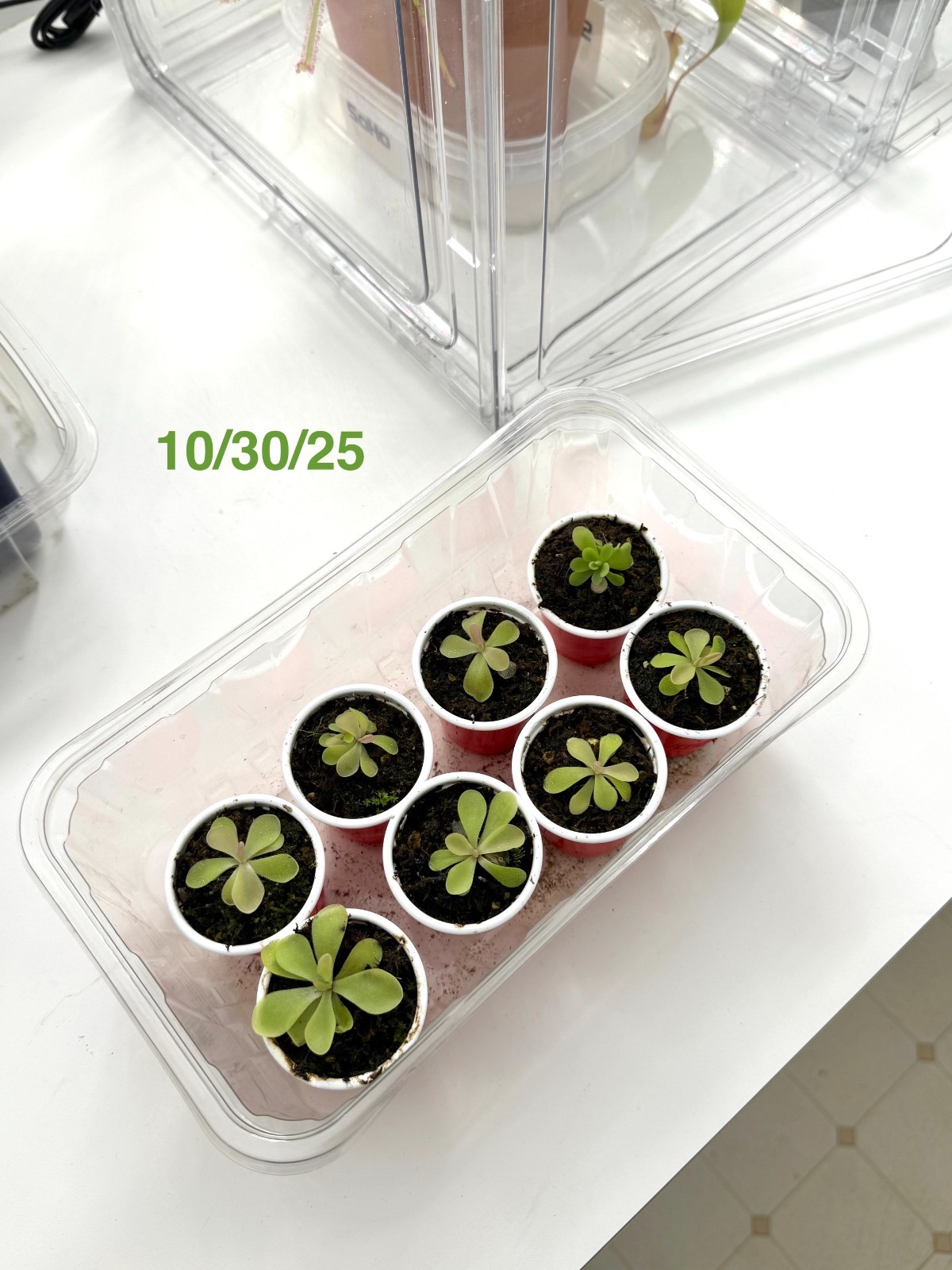 Carnivorous Pinguicula Butterwort – Your Natural Pest Control Hero! Easy to grow