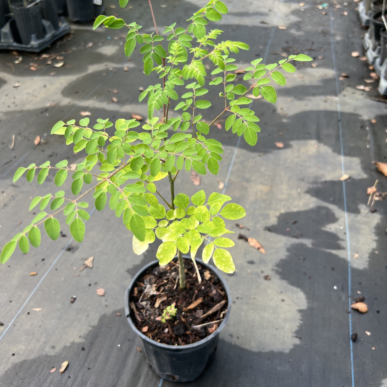 Moringa – 1gal -1-2 feet – NO SHIP CA