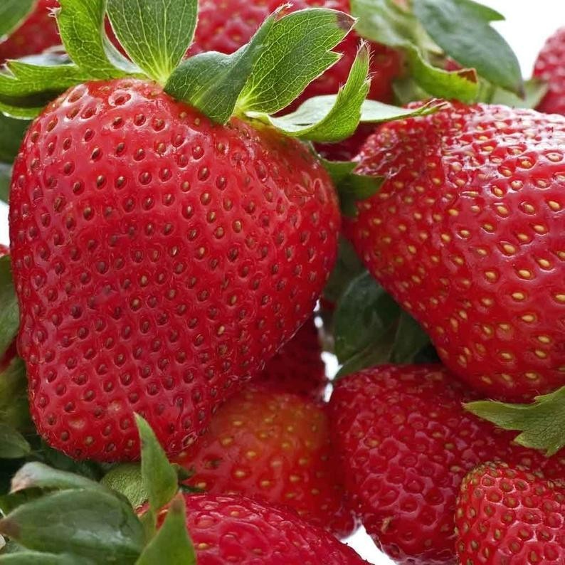 12 Strawberry Plants “Honeoye”- Excellent flavor(Pack of 12 Bare Root) Zones:4-8