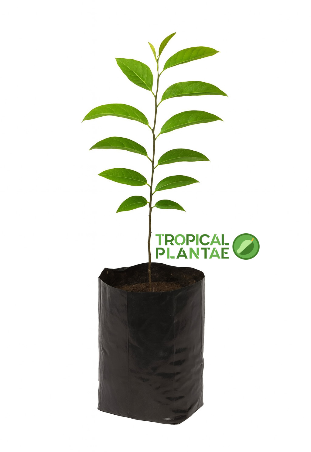 Sugar Apple Tree Seedling (Annona squamosa) Live Tropical Fruit Tree