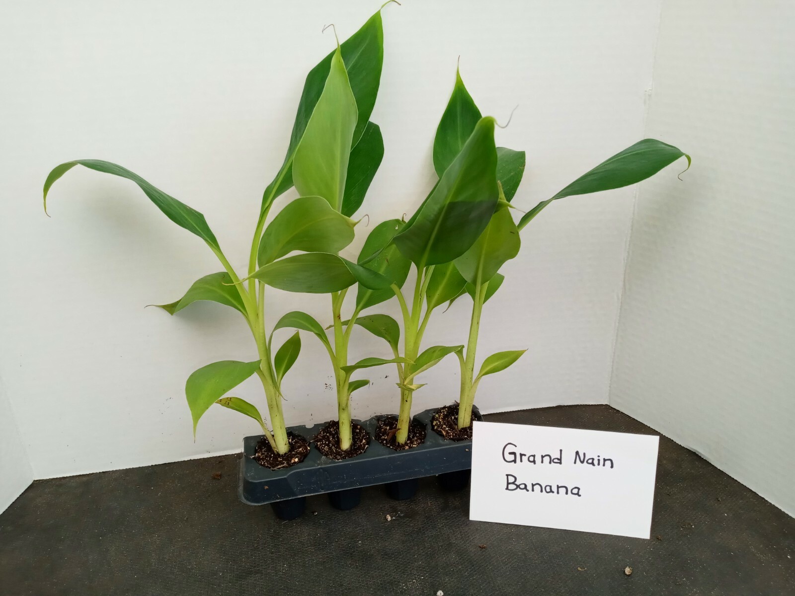Grand Nain Banana 4 starter plants free shipping from BEST NURSERY ONLINE
