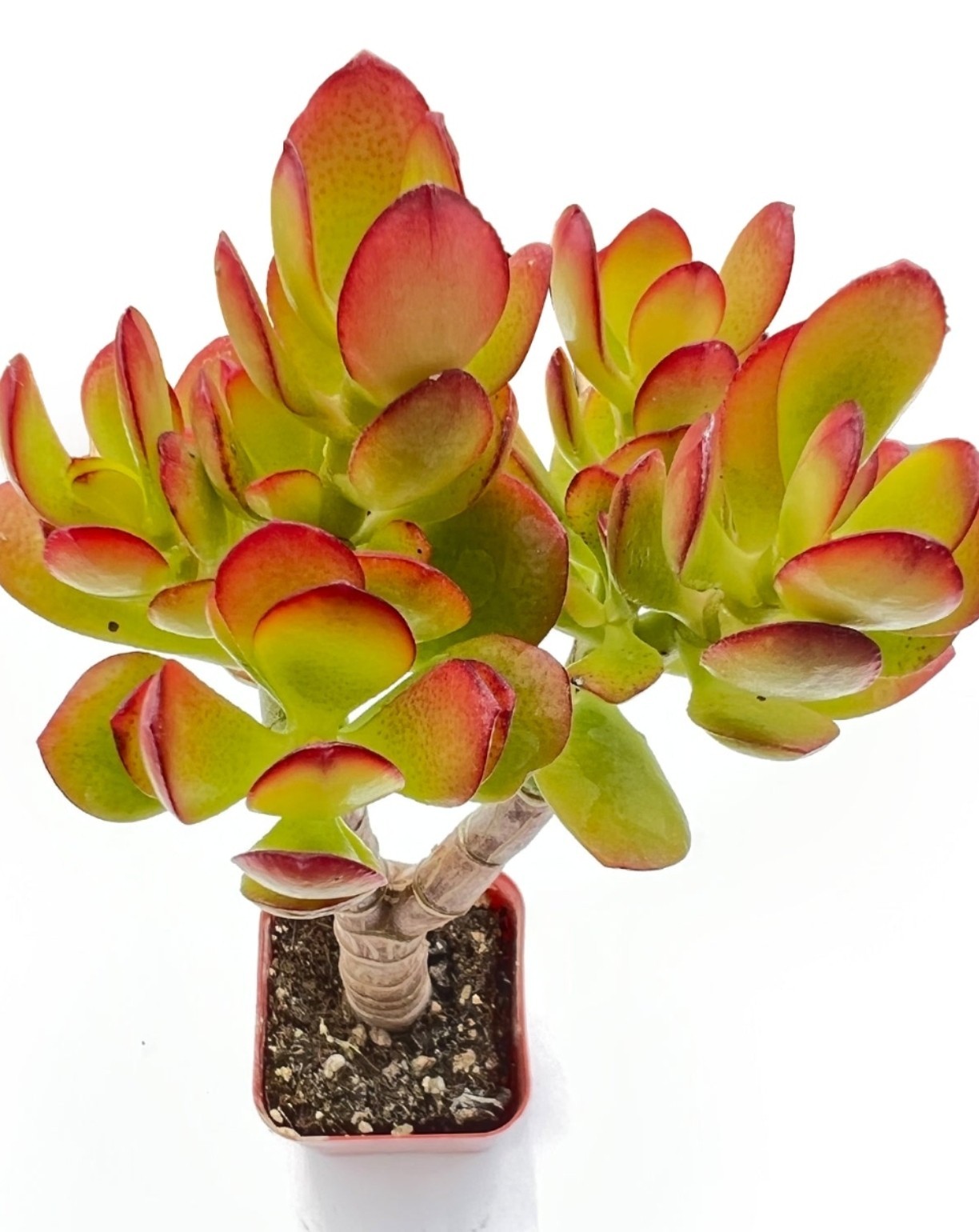 Green and Red Color Jade Succulent Crassula Ovata Plants 2 Cuttings