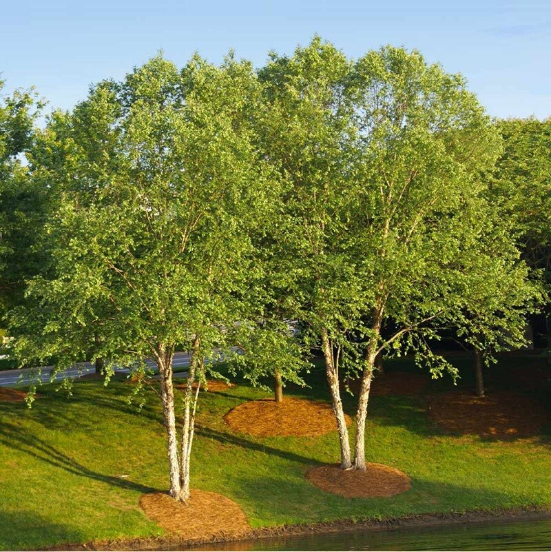 River Birch Tree Seeds Black Birch Betula Nigra Plant Fast Hardy Fall Color