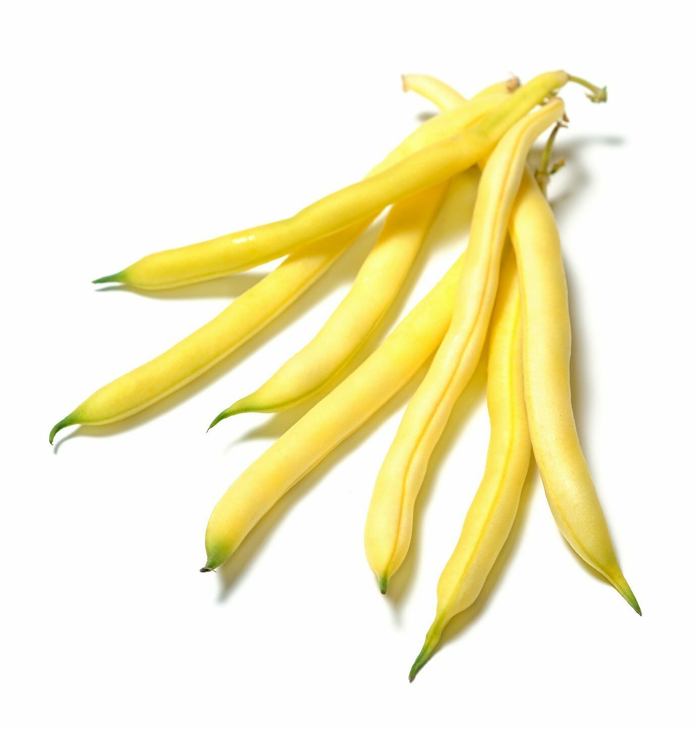 Organic Golden Wax Bean – Phaseolus vulgaris
