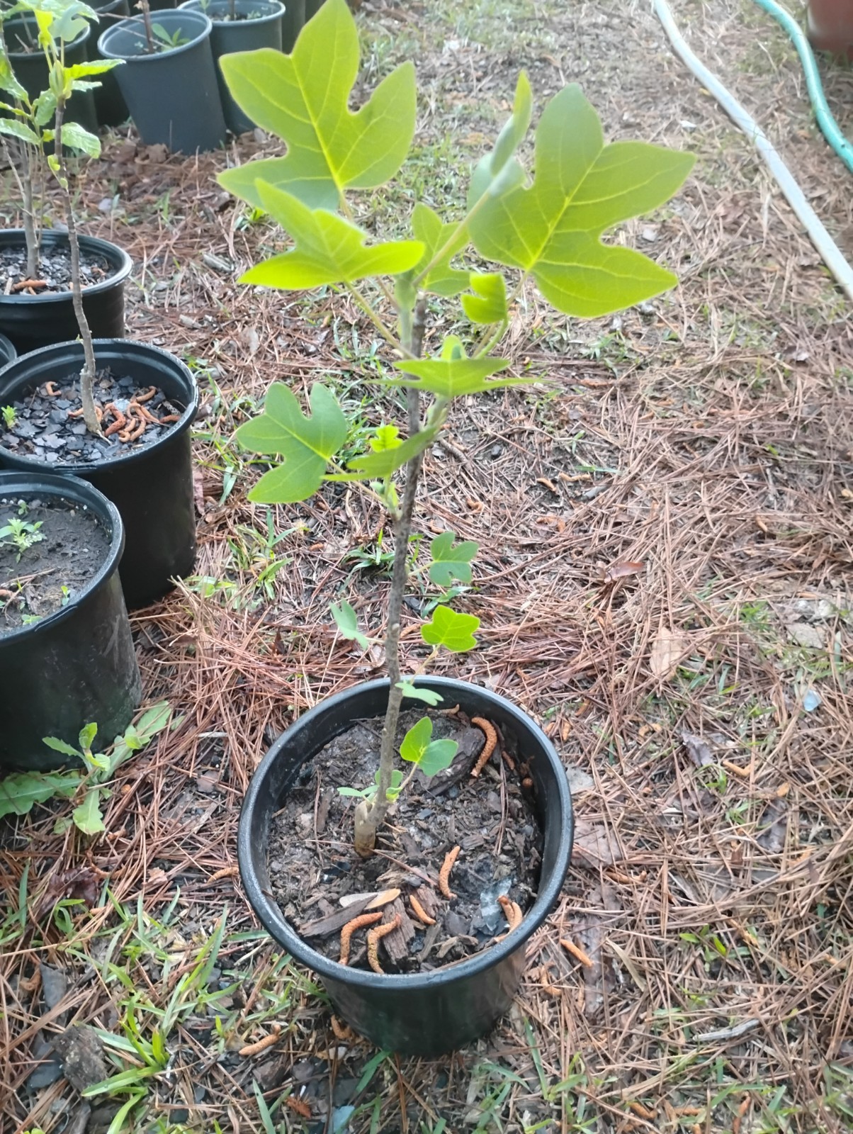 Yellow Poplar, Tulip Tree, 1 Gallon Pot.