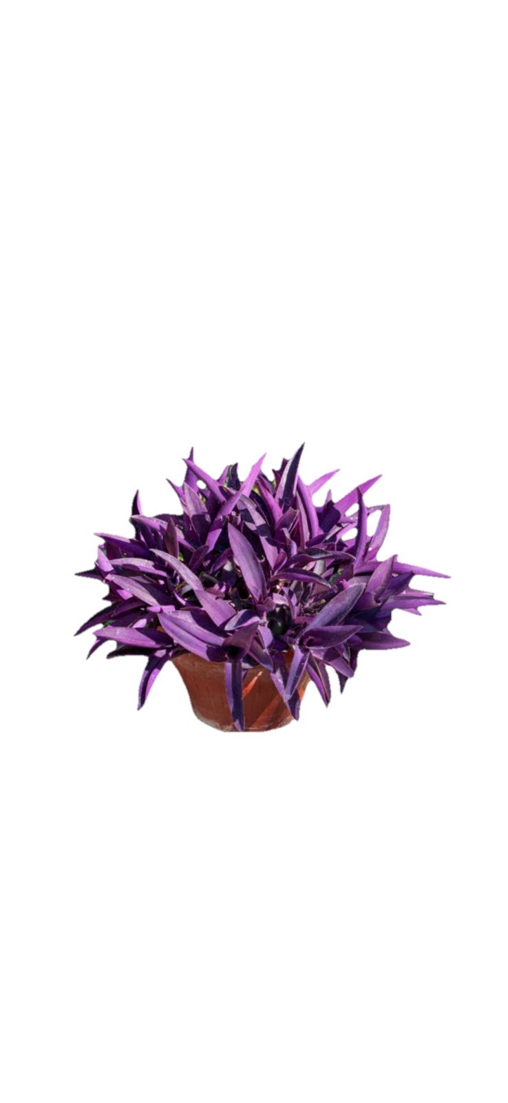 House Plant Starter Assortment – 3-5 Rooted Plants – 30-160 days old, 3″ to 12″