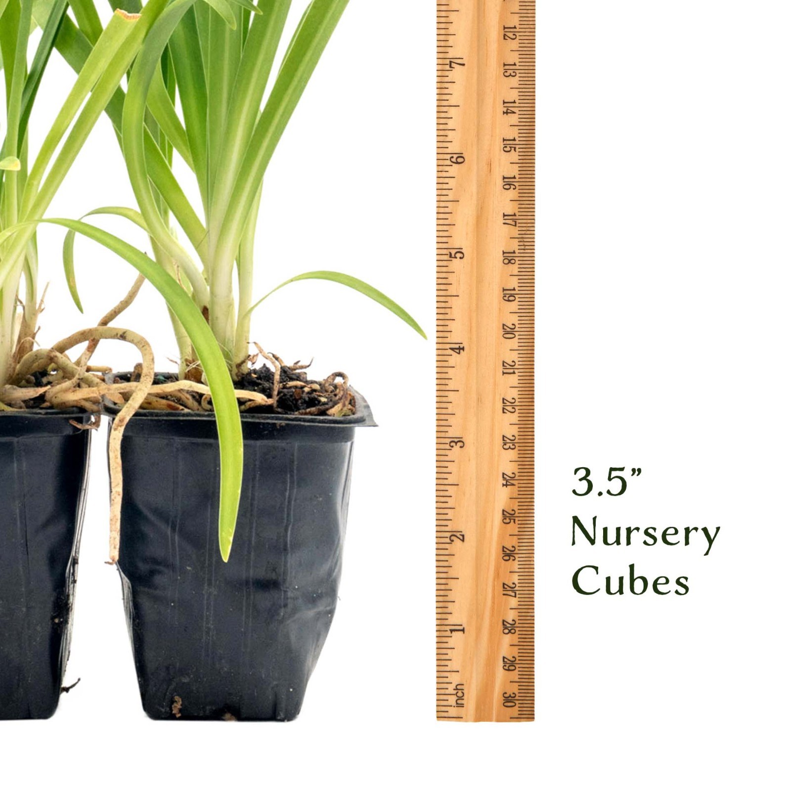 Frederick Street Park Agapanthus in 2.5” Nursery Cubes, Live Flowering Plants