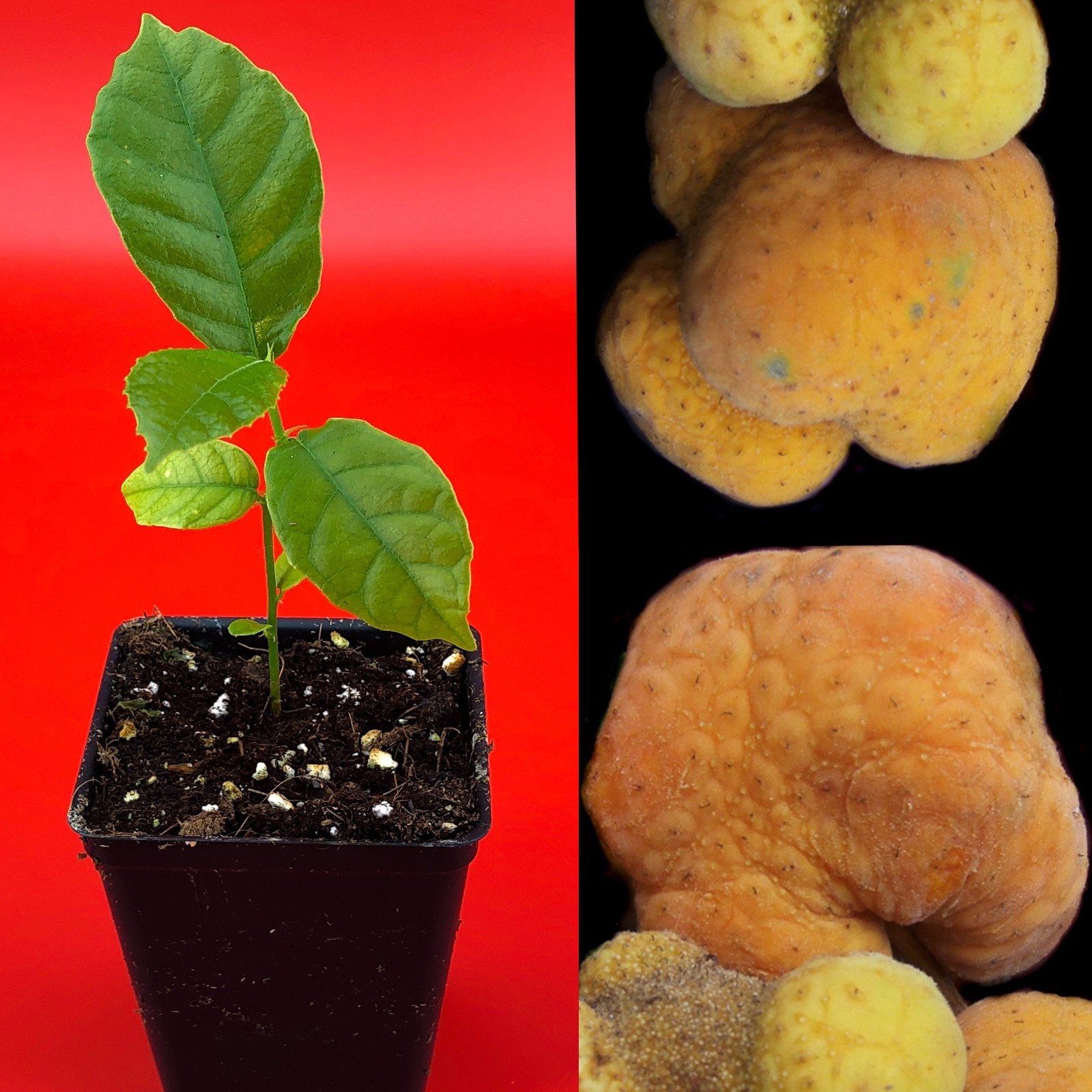Kwai Muk Artocarpus Hypargyreus Tropical Fruit Tree Starter Plant