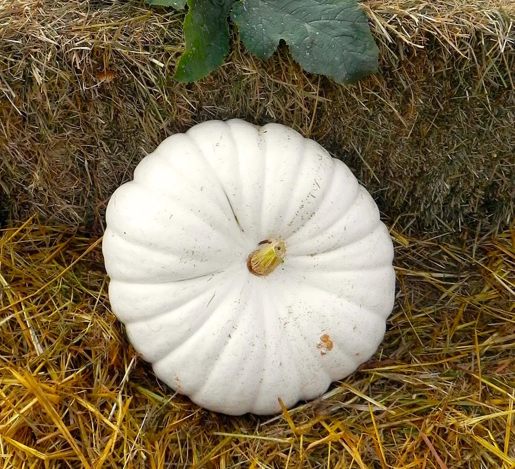 Flat White Boer Pumpkin Seeds | Stackable Cinderella Casper Squash Seed 2025