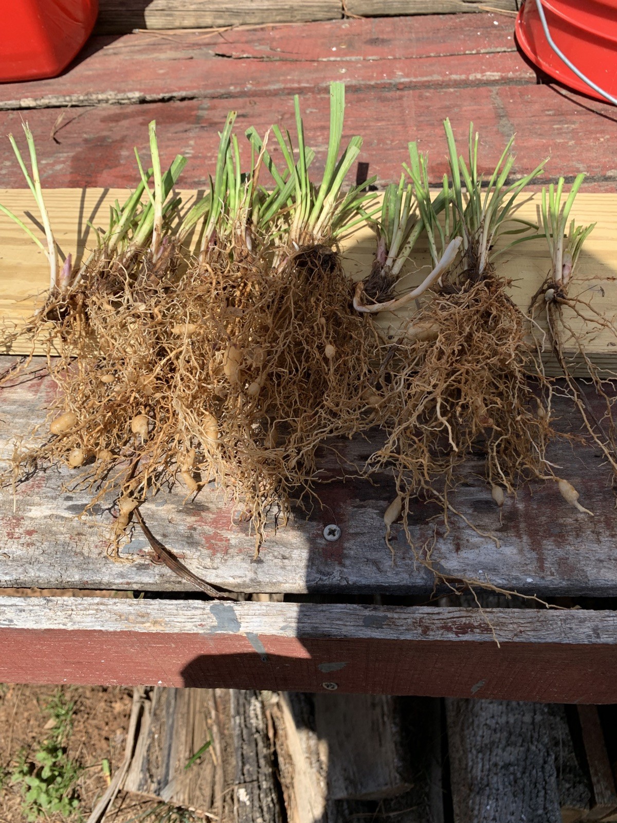 60 Liriope , MONKEY GRASS PLANTS -Years of growth… Organic Grown. 30.00
