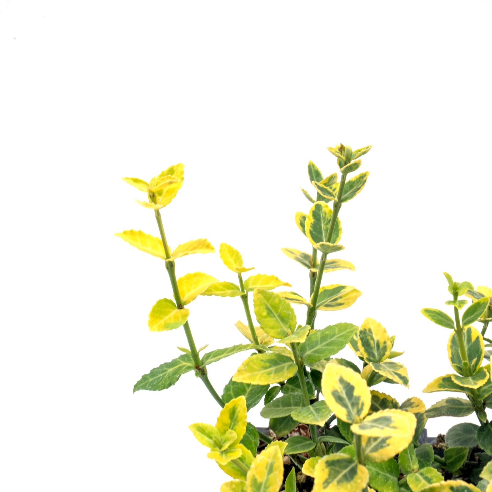 Green ‘n Gold Euonymus in 3.5” Nursery Cubes, Euonymus fortunei ‘Emerald ‘n Gold