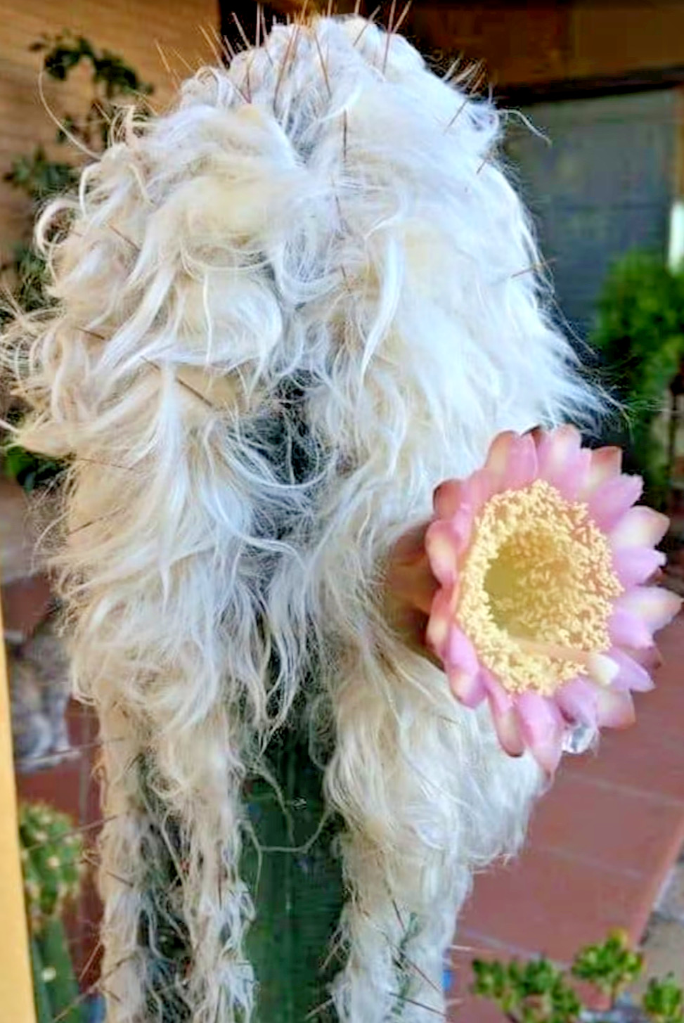 Old Man Of The Andes Cactus, Oreocereus celsianus rare cactus seed 30 SEEDS