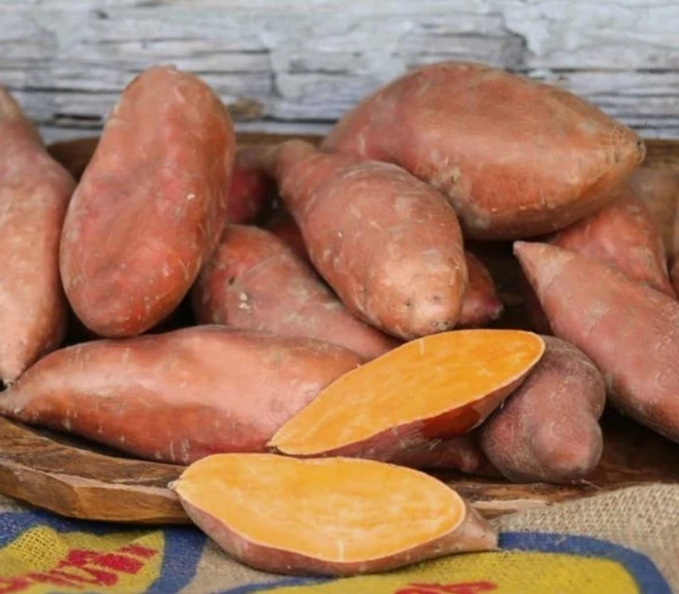 Potted Sweet Potato Plant – Orleans Orange- Vining Type- Non GMO & Chemical Free