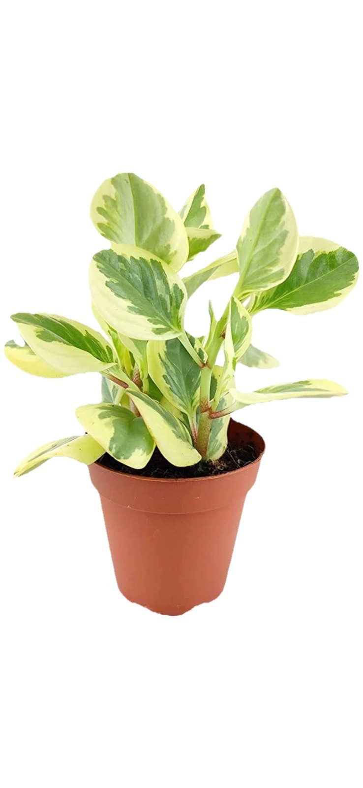 House Plant Starter Assortment – 3-5 Rooted Plants – 30-160 days old, 3″ to 12″