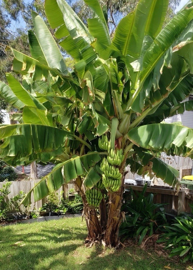 Live Banana Tree Bulb Williams Hybrid Full Size Giant Cavendish Banana Plant
