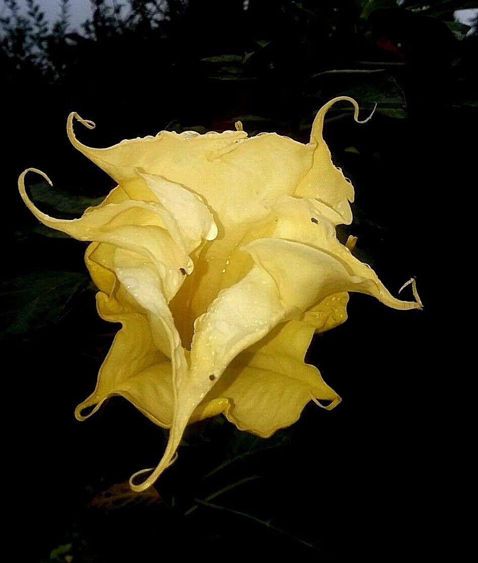 Tripple Yellow Devil Trumpet! 15 Seeds ! THIS WILL SLOW DOWN TRAFFIC! Comb.S/H