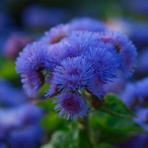 Ageratum Mix RED WHITE & BLUE Flowers USA Patriotic July 4th Non-GMO 500 Seeds!