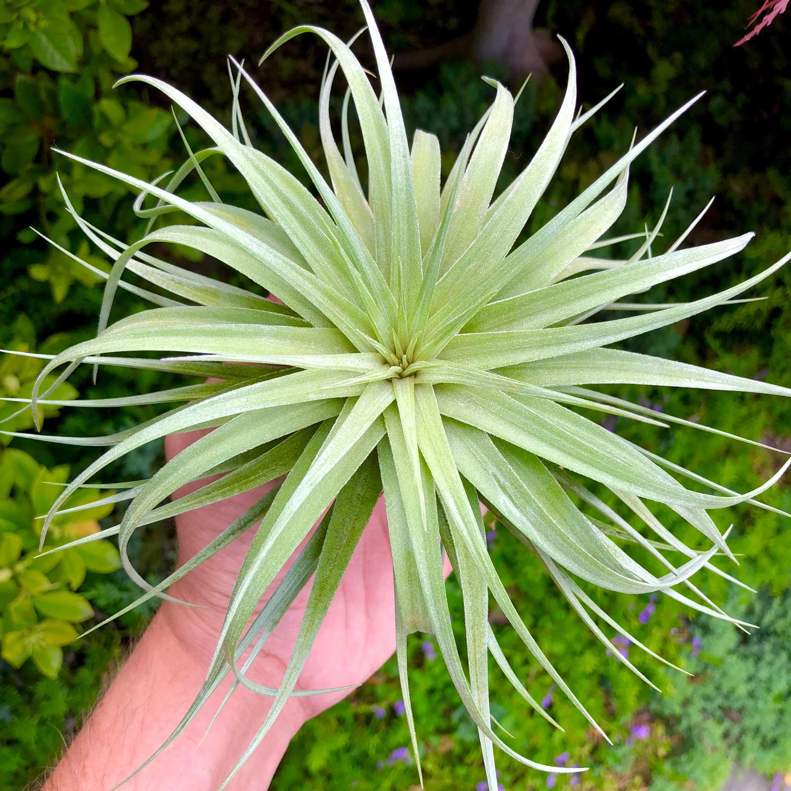 Stricta ‘Stiff Gray’ Large Symmetrical Air Plant