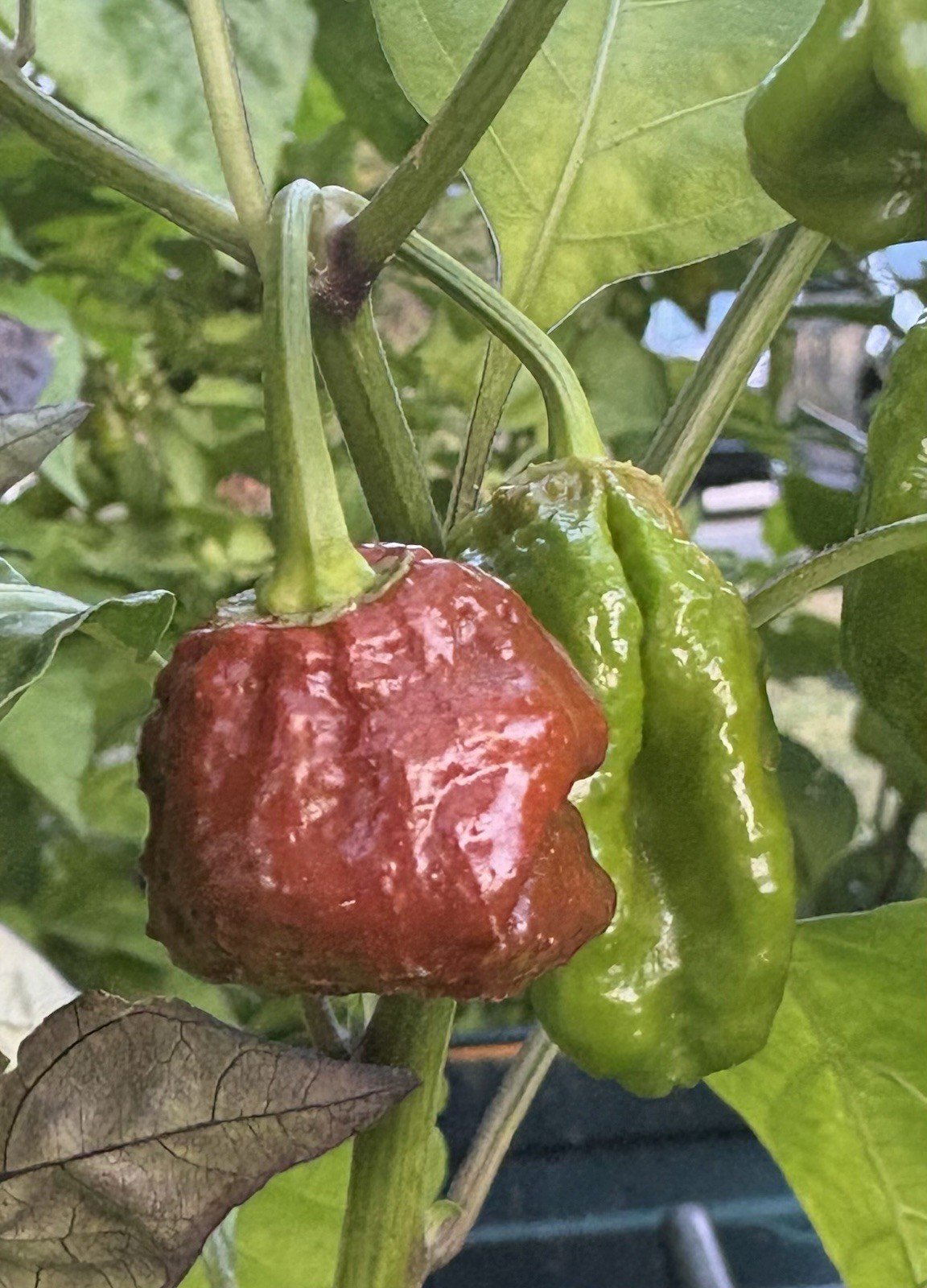Green House Floor Hot Pepper Mix 16 Varieties 250+ Seeds