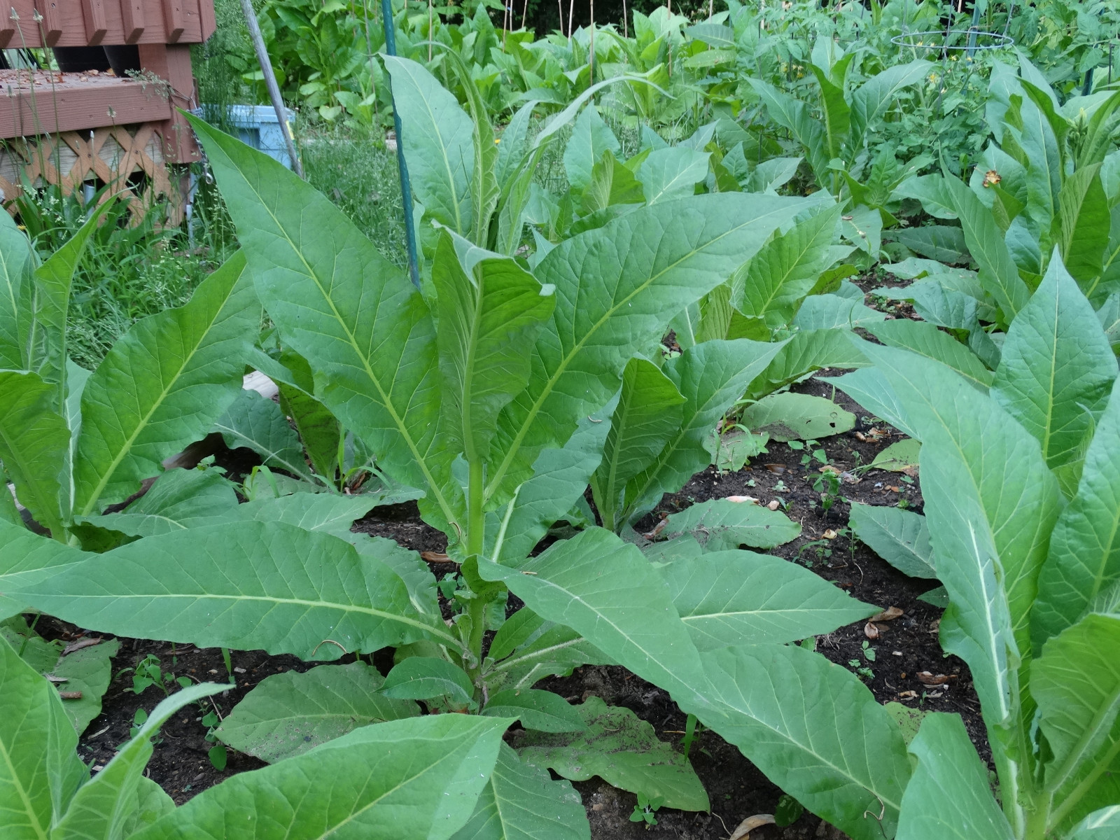 LOUISIANA PERIQUE TOBACCO 1000+ SEEDS FRESH 2023 HARVEST Instructions Included