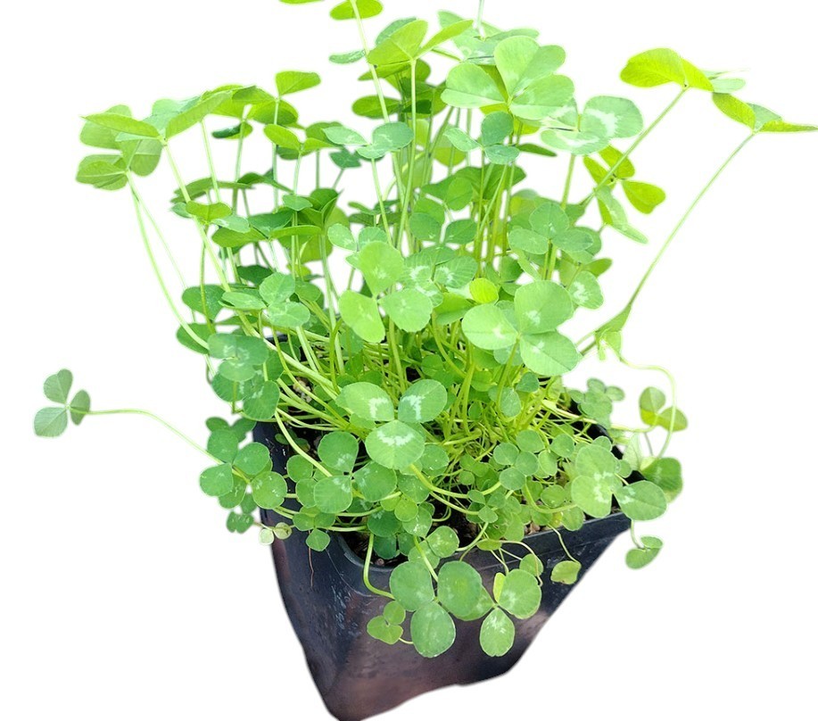 Dutch Clover Live Unusual Rare Hardy Trifolium Repens Atropurpureum In 4” Pot