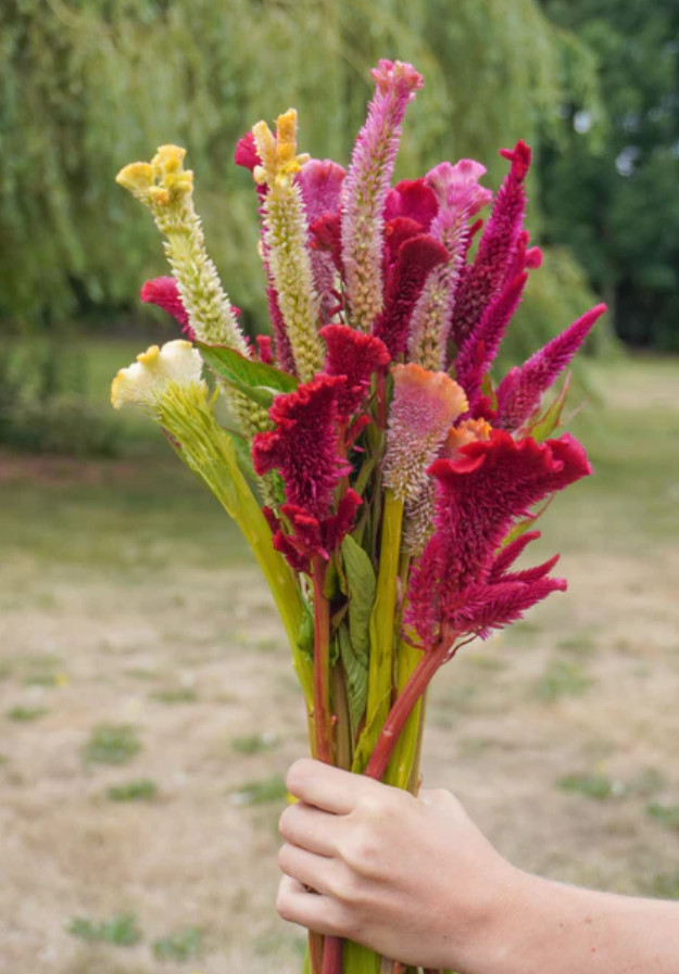 Celosia Supercrest Mix Live Plant Plug – 1–3″ Tall – Mixed Color Flower