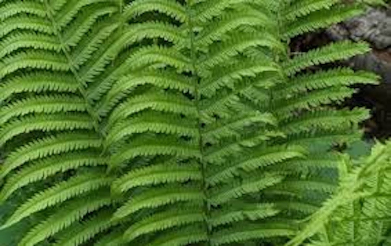 3 Ostrich Fern Root Fiddlehead Matteuccia Struthiopteris Bare Root