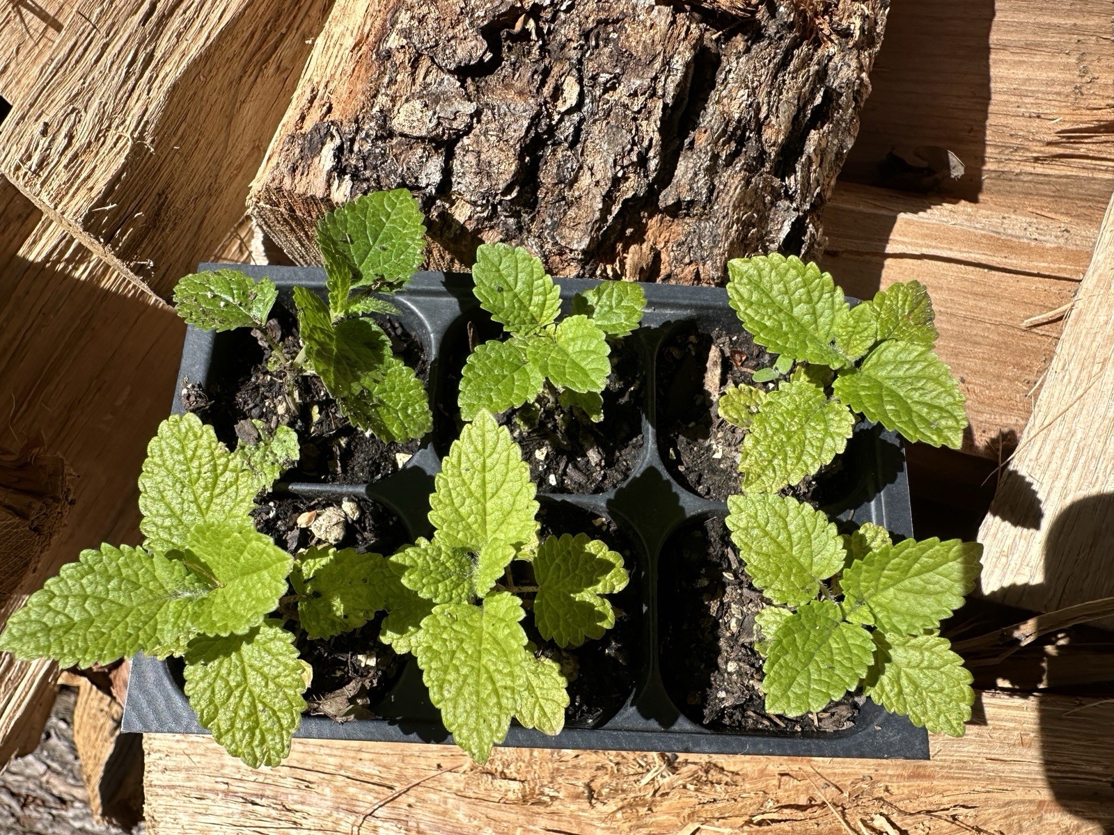 (6) Pack Of Live Organic LEMON BALM Seedling Plugs Free Shipping