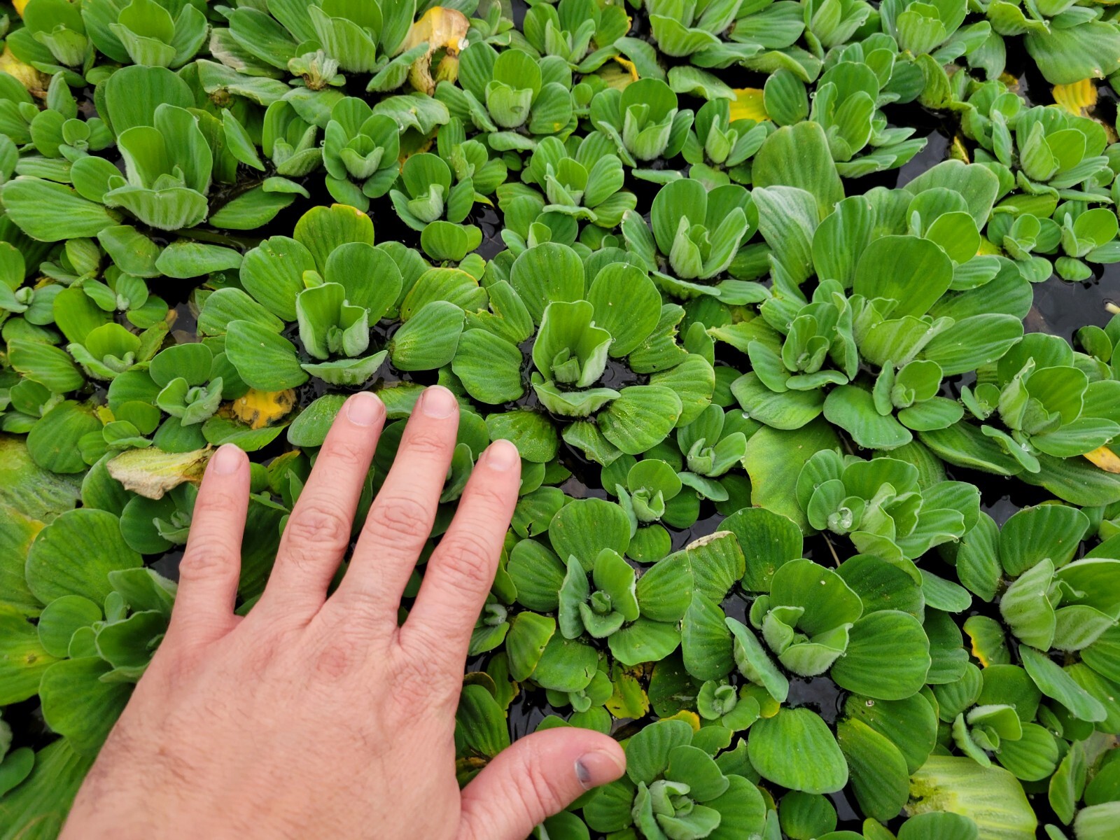 “10 to 15” XL WATER LETTUCE, POND PLANTS