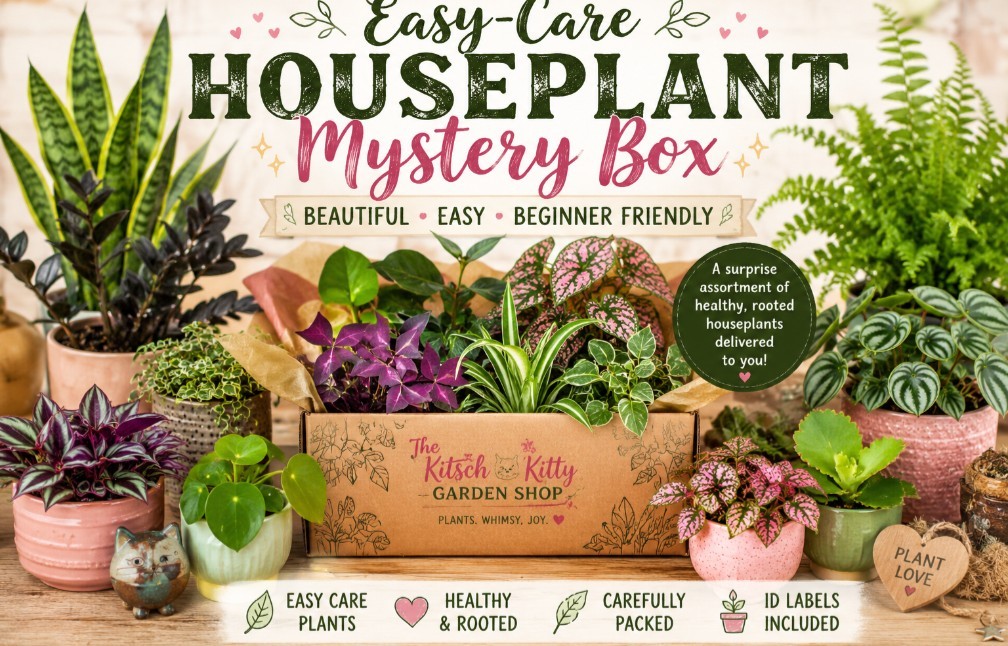 House PLANT Mystery Box! 4 Live Rooted Houseplants 4″ Pots Easy Care Lot Bundle