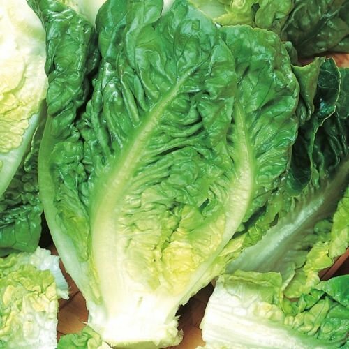 Little Gem Lettuce Seeds | Heirloom / Non-GMO | Free Shipping | Seed Store 1107
