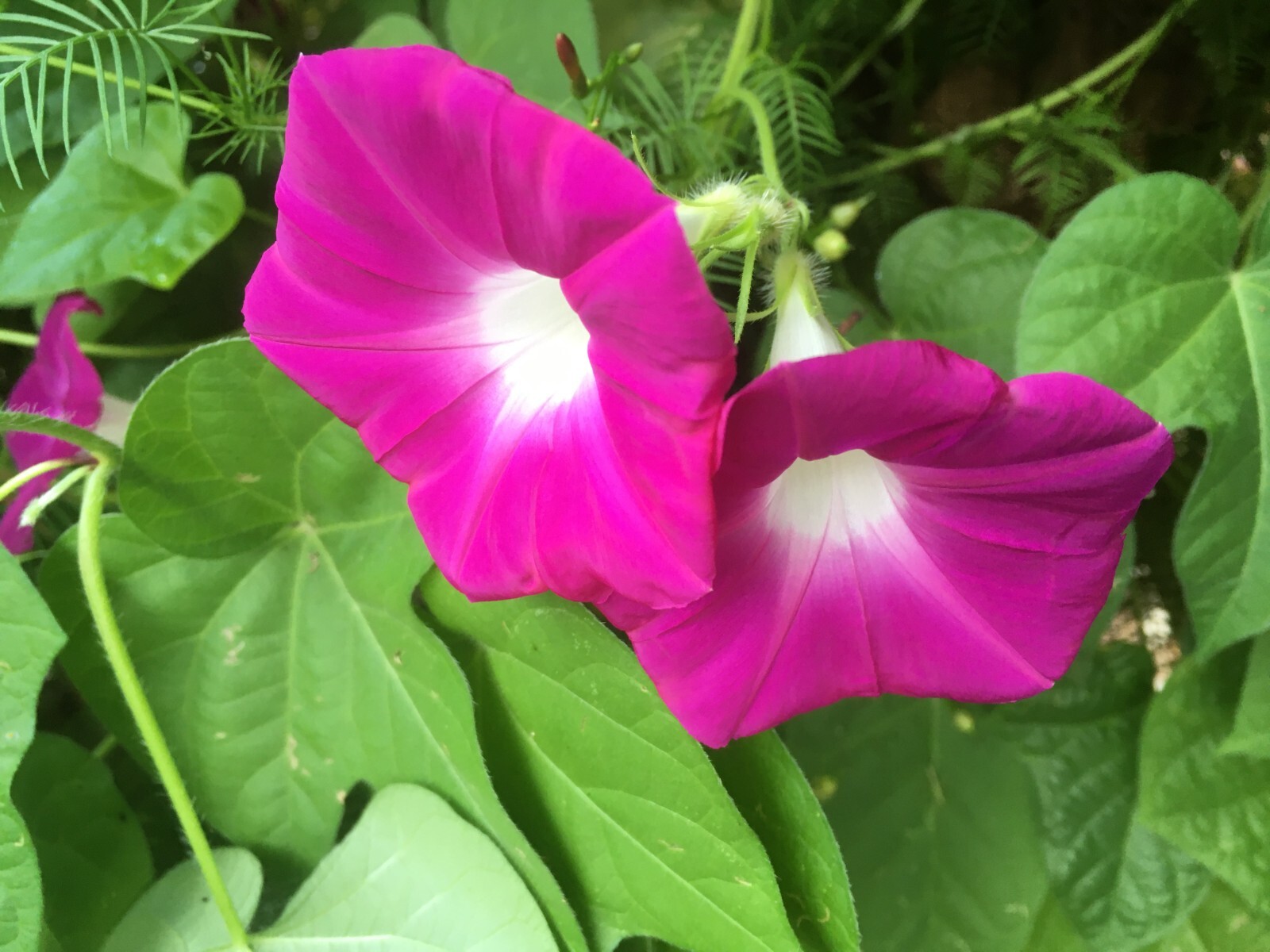 20 Morning Glory seeds in magenta color – organic crop of 2023 ** FREE SHIPPING