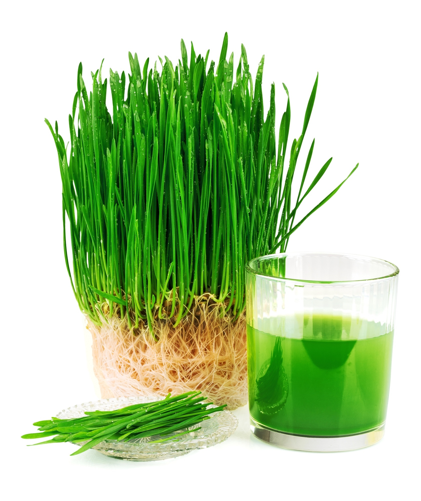 Wheatgrass Seeds for Micrgreens and Sprouting, 4 oz